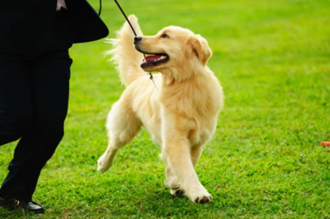 Puppy Tails Logo