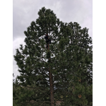Spokane Tree Pro