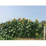 The Roundway Farm