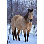 Misty Acres Boarding, LLC