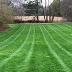Palmetto Green