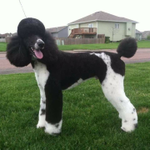 Lacy's Struttin' Mutts