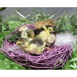 Phil's Best Button Quail