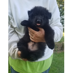 Von Hoene Heritage Shepherds