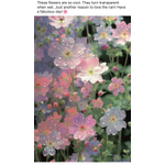 Wild Orchid Design Studio