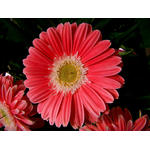 Gynoecium Health