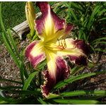 Davis Daylily Gardens