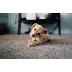Genesis Floor Care