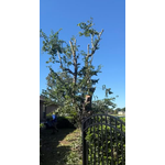 Sacred Tree Service