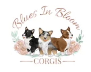Blues In Bloom Corgis Logo
