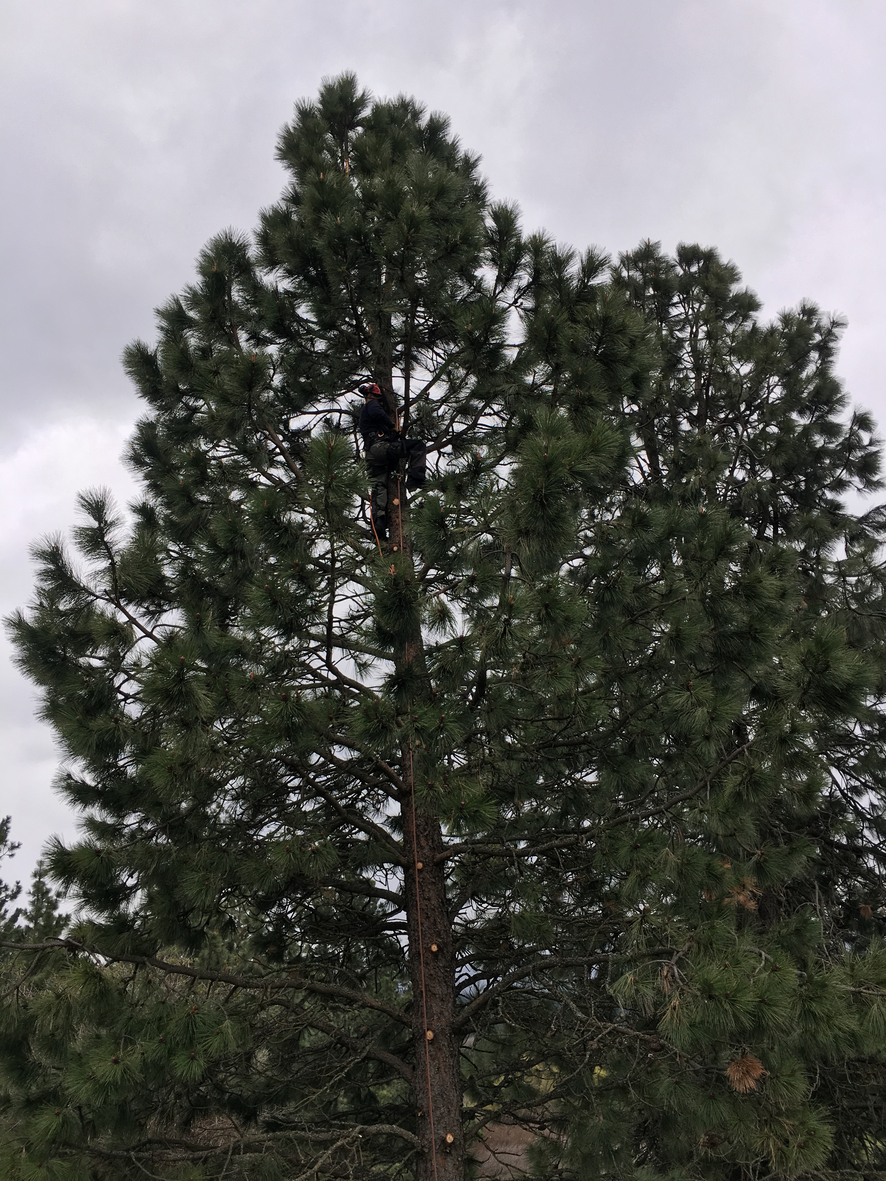 Spokane Tree Pro Logo