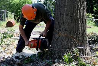 Cedar Pond Tree and Crane Service Logo