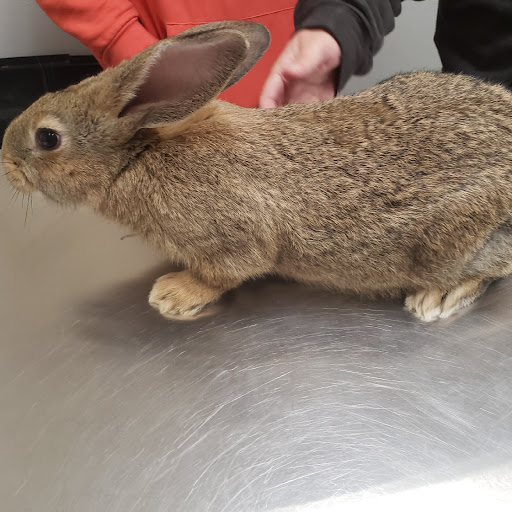 Adams County Veterinary Services - Dr. Dan Meakin