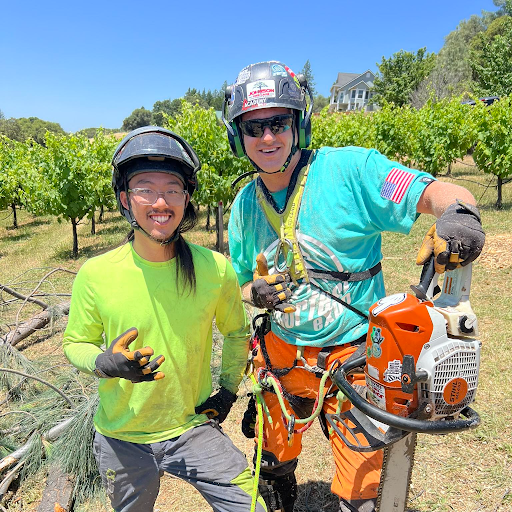 Nexus Tree Solutions Logo