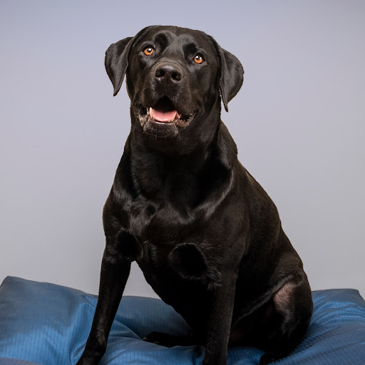 Lemley DWI & Criminal Defense Lawyers