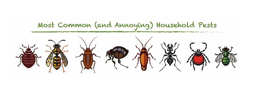Best Pest & Animal Control