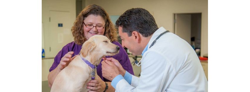 Oak Heart Veterinary Hospital at Longview