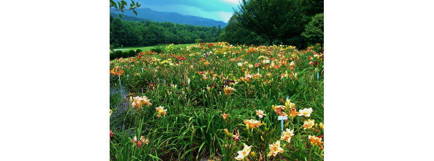 Davis Daylily Gardens