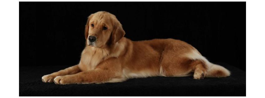 Whiskey Creek Goldens