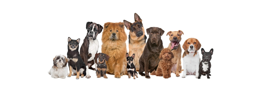 Bark of the Town Grooming and Boarding