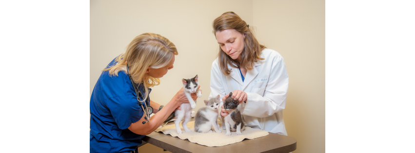 Healing Paws Veterinary Hospital