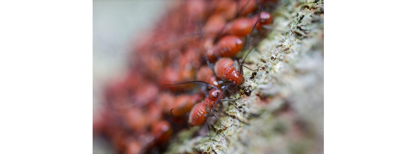 Precision Pest Control Phoenix