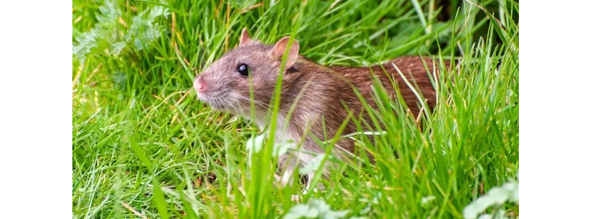 Majestic Pest Control, Melville Exterminator Services