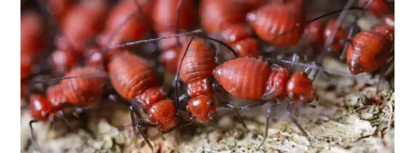 Majestic Pest Control, Melville Exterminator Services