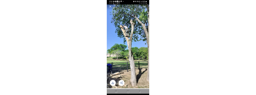 All You Need Tree Service