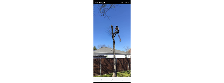 All You Need Tree Service
