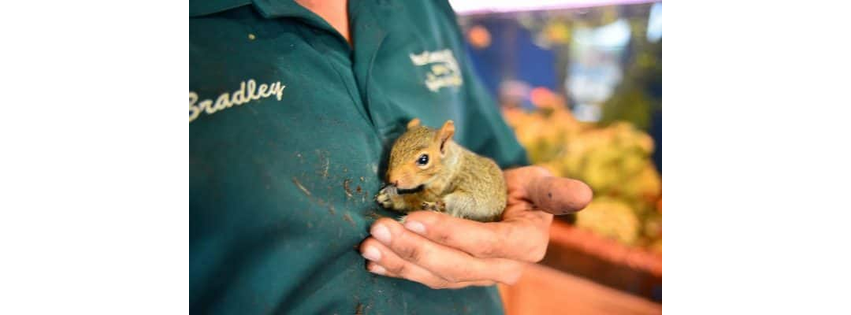 Tree Care USA