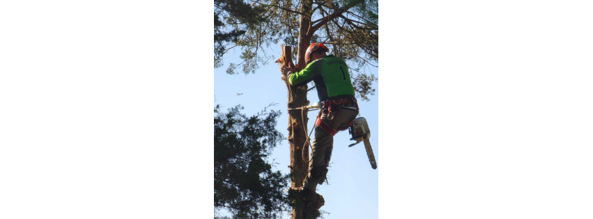 Tree Care USA