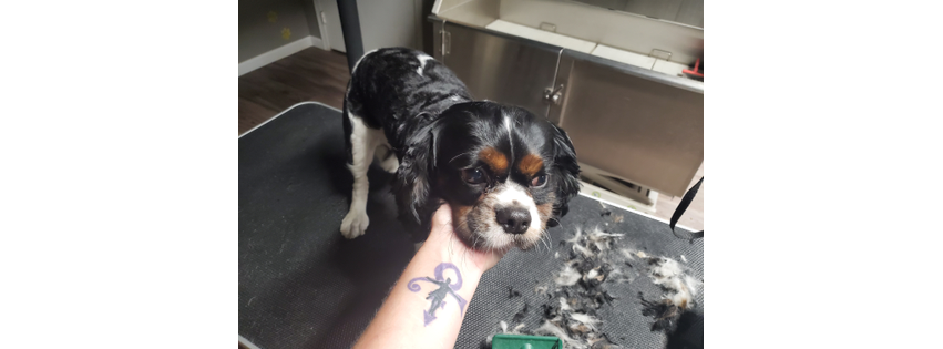 Jessie's Happy Tails