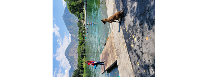 A Well-Trained Dog