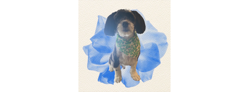 Bella's Beauty Spaw