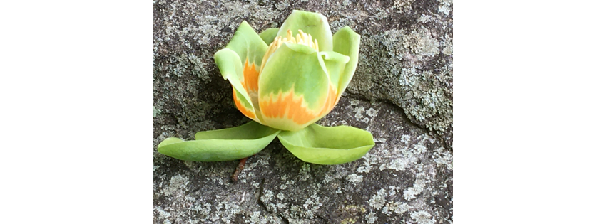 Second Spring Counseling