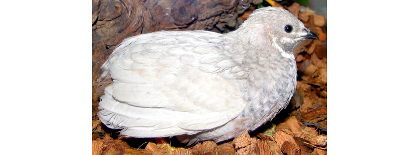 Phil's Best Button Quail