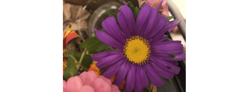 Flower Snob Fairie