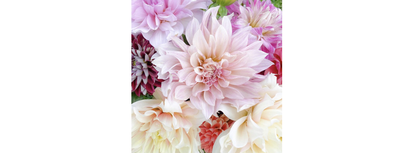 Rainbow Roots Floral Co
