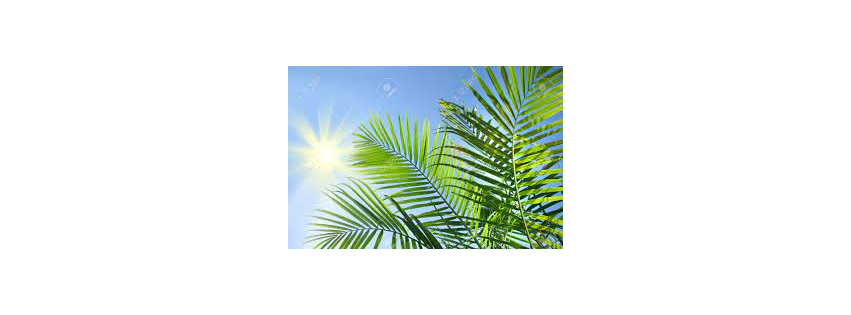 PALM SKYS LUGGAGE STORAGE & TRANSPORTATION