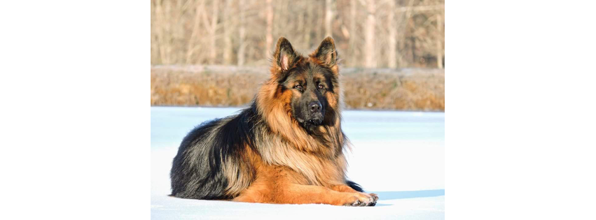 Von Hoene Heritage Shepherds