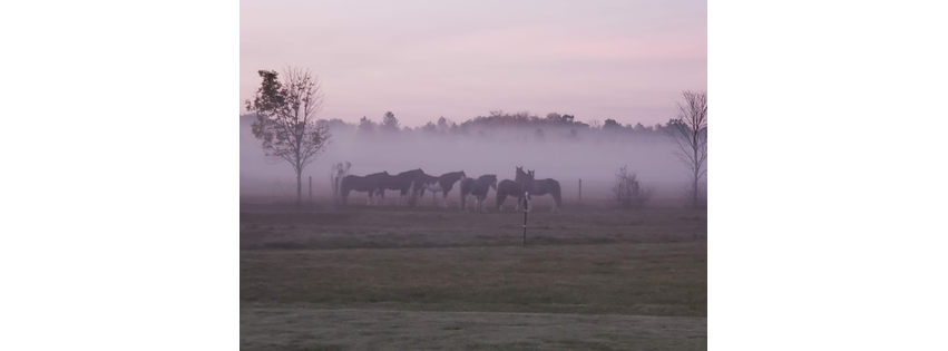 The Draft Horse Project