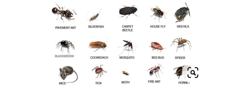 That Bug Guy pest control