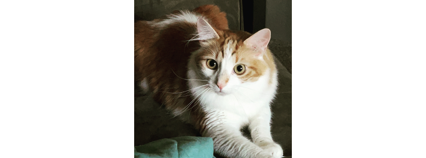 Whiskers and Tails Pet Sitting