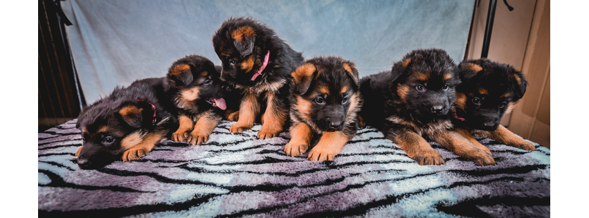 VonDanSu German Shepherds