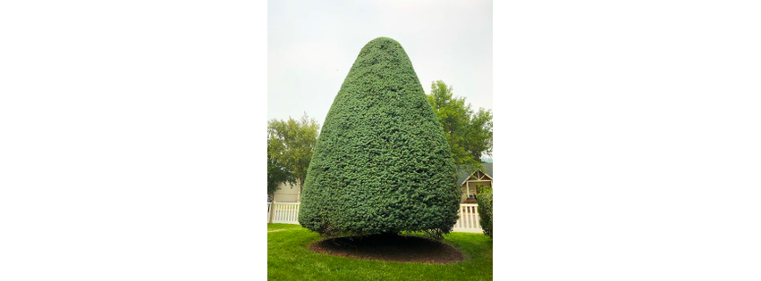 AP Tree Service