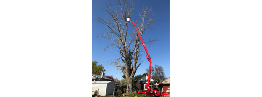 AP Tree Service