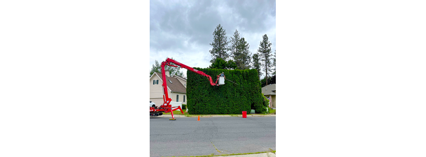 AP Tree Service