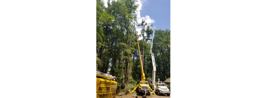 Andy's Tree Service
