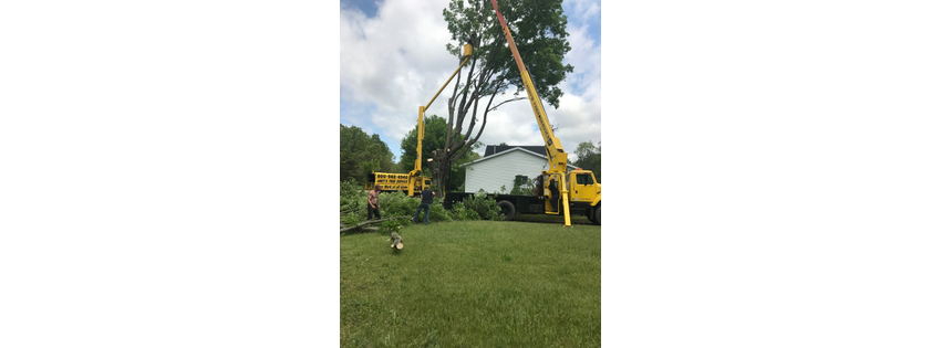 Andy's Tree Service
